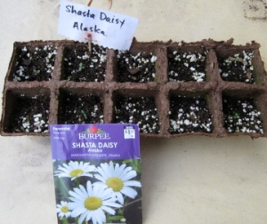 Low-tech seedling labels much?